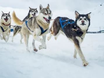 Trineos de Huskies